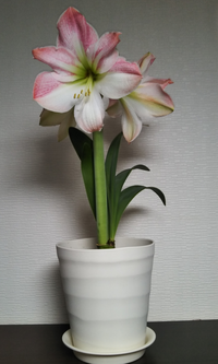 アマリリスの名前を教えて頂きたいのですが よろしくお願いしま Yahoo 知恵袋