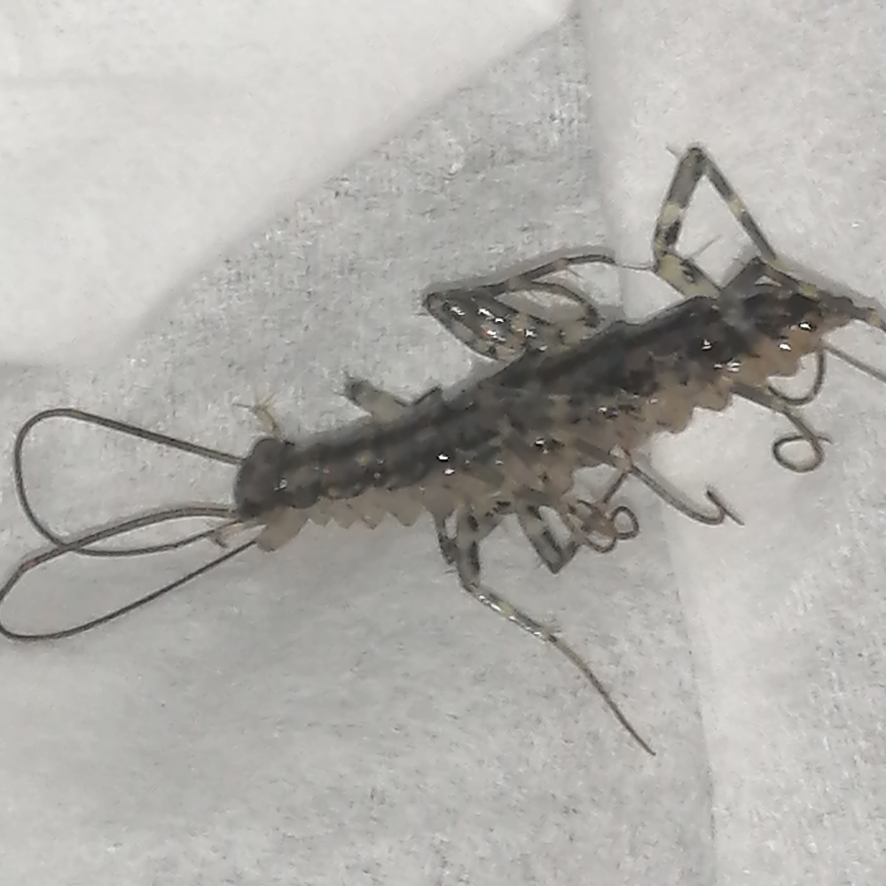 この虫はなんですか ゲジです ゴキブリ等の害虫を食べる Yahoo 知恵袋