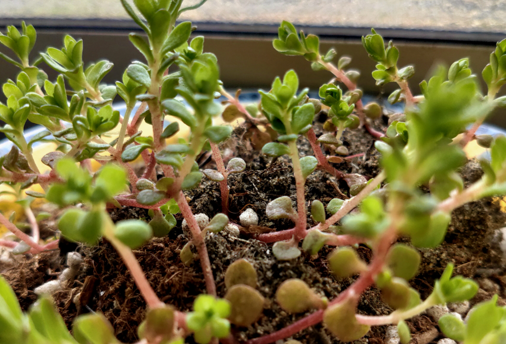 これは雑草 多肉植物 でしょうか コモチマンネングサだ Yahoo 知恵袋