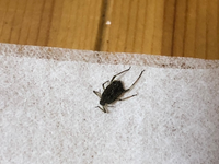 ログハウスの賃貸に住んでます 4月になり こちらの虫が5 6 Yahoo 知恵袋