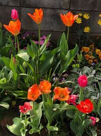 チューリップを植えっぱなしにしておいたら 来年 花が咲きますか Yahoo 知恵袋