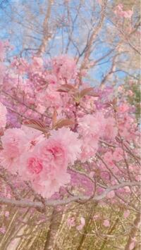 とても可愛い花を見つけました これはなんという名前の花 Yahoo 知恵袋