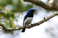 この鳥は何ですか Yahoo 知恵袋