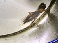 家でカタツムリを飼っているのですが 蚊取り線香を焚いても大丈夫なのでしょうか Yahoo 知恵袋