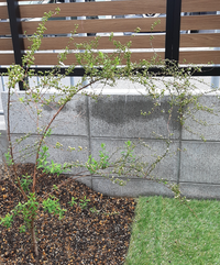 ユキヤナギを再生したい 何年も鉢に植えっぱなしのユキヤナギがあ Yahoo 知恵袋