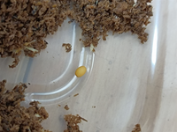国産オオクワガタが卵うんだんですけれど、これって正常な卵ですか？ 