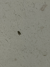 この虫はなんという虫でしょうか 家の周辺の排水溝などに大量発生してて Yahoo 知恵袋