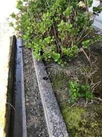 庭のアジサイを撤去したいのですが今試しに掘って引っ張ってみましたがびくと Yahoo 知恵袋