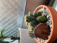 サボテンの種類について先日伊豆のシャボテン公園に行ってサボテン狩りをし Yahoo 知恵袋