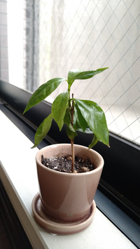 3 26に購入したコーヒーの木が枯れてきてしまいました 水やりは土の Yahoo 知恵袋