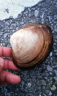 大洗の潮干狩りで取ってきた貝です 食べられる貝なのでしょうか 名前も分 Yahoo 知恵袋