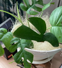 ヒメモンステラを植え替えたら葉っぱが所々茶色に どこか痛めて余ったので Yahoo 知恵袋