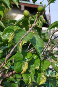 サクランボ 病気 教えてください サクランボの葉が写真のよう Yahoo 知恵袋