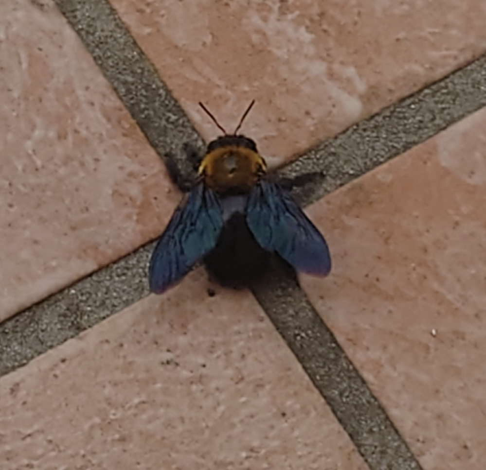 これは何という名前の虫でしょうか タイワンタケクマバチの雄でしょ Yahoo 知恵袋