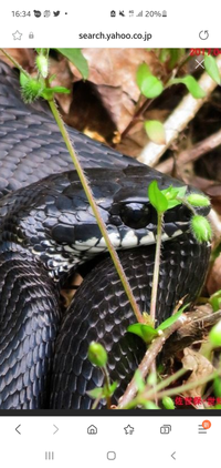 ヘビ探しに来て見つけた蛇なんですが黒い蛇で種類がわからないので教えていただけたら嬉しいです。 