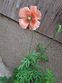 家の周りに咲いた野草 この可愛いお花の名前を教えてくださ Yahoo 知恵袋