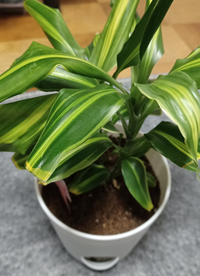 観葉植物が枯れそうです多分 ドラセナという品種です葉が丸まって元気がな Yahoo 知恵袋