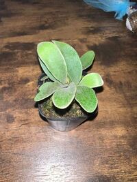 ビカクシダビーチーを購入しました 小さいサイズの株が何 Yahoo 知恵袋