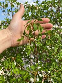 庭木 ドウダンツツジ の根元にオカクズの様なものが広がっていました 虫が Yahoo 知恵袋