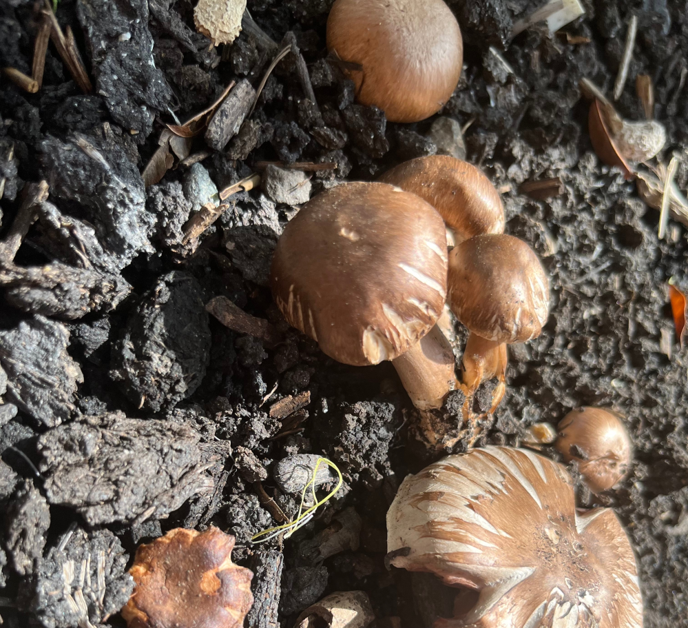 花壇に生えていました このキノコは何という種類のキノコか教えて下さい Yahoo 知恵袋