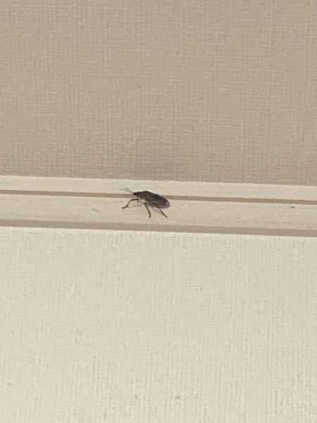 リビングの天井近くの壁にこんな虫がいました なんの虫か Yahoo 知恵袋