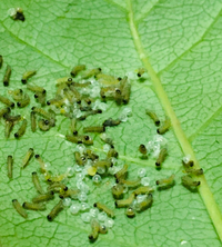 緊急 薔薇の葉の裏に変な虫が大量に産まれていて衝撃を受けています 一体 Yahoo 知恵袋