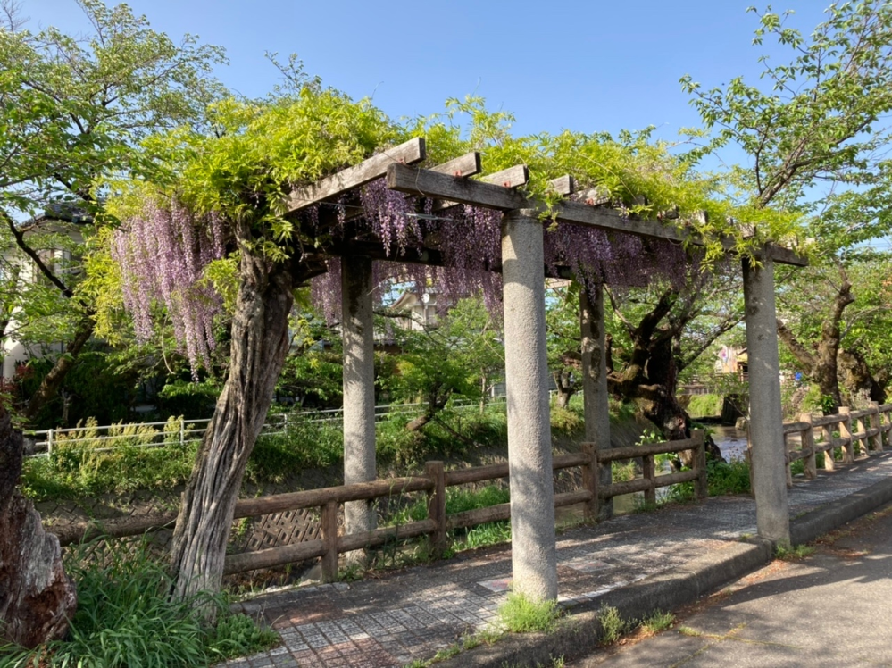 藤の花が咲かない藤棚に 今年は初めて 藤の花が咲いたのですが なぜ今年 Yahoo 知恵袋