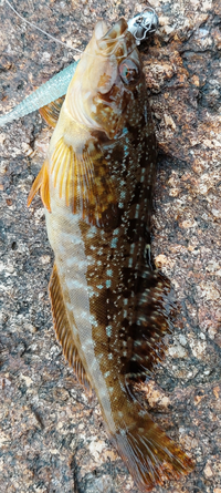 これはなんて名前の魚ですか アイナメですよ Yahoo 知恵袋