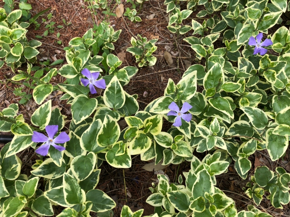 食虫植物についての質問です モウセンゴケがなぜかどんどん枯れていってし Yahoo 知恵袋