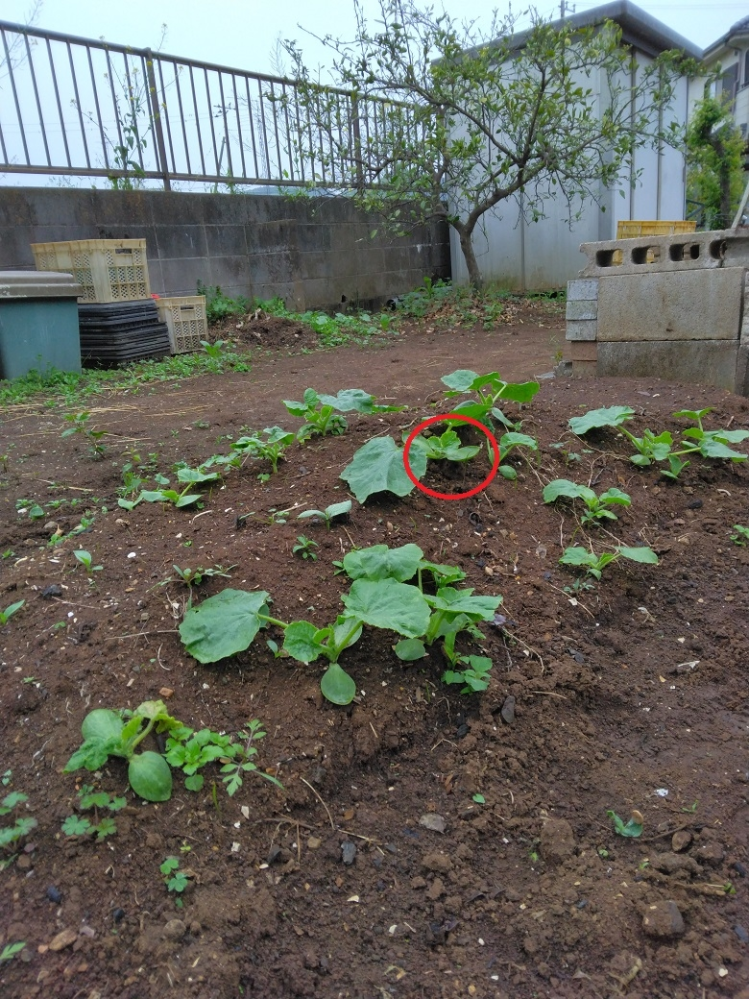 勝手に生えてくるかぼちゃの育成についての質問です 添付した写 Yahoo 知恵袋