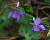 この雑草の花の名前を教えて下さい 山道の道路際に咲いていました 紫色で Yahoo 知恵袋