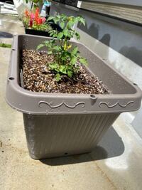 穴なしプランターにトマトを植えてしまいました 初心者で Yahoo 知恵袋