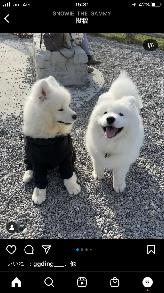 この画像の犬種わかる方教えてくれませんか 海外のインスタグラマーの写真 Yahoo 知恵袋