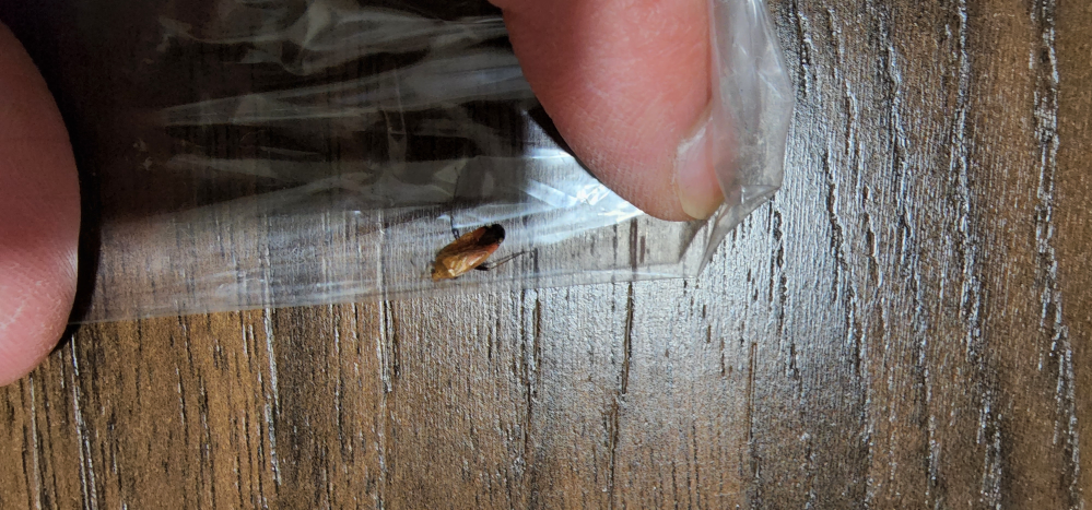 これはゴキブリの一種ですか それとも違う虫でしょうか よろしくお願いい Yahoo 知恵袋