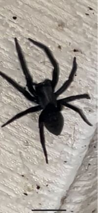 この蜘蛛の種類は何ですか 玄関の壁に一昨日からずっとい Yahoo 知恵袋