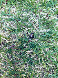 最近芝生の上を低空で飛んでいるハエくらいの大きさの虫がたくさ Yahoo 知恵袋