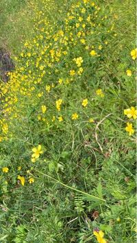よく学校や土手に生えている黄色い花を教えてください 写真の花です Yahoo 知恵袋