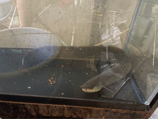 川で鰻を捕まえたのですが何の鰻だか分かる方いますか 反射で見づら Yahoo 知恵袋