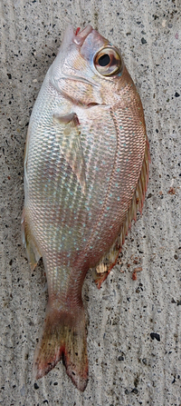 チャリコを釣って 40cmくらいまで育てて食べようと思うのですが Yahoo 知恵袋