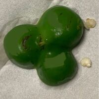 ピーマンのこの黒いのは傷 ですか 食べれますか Yahoo 知恵袋