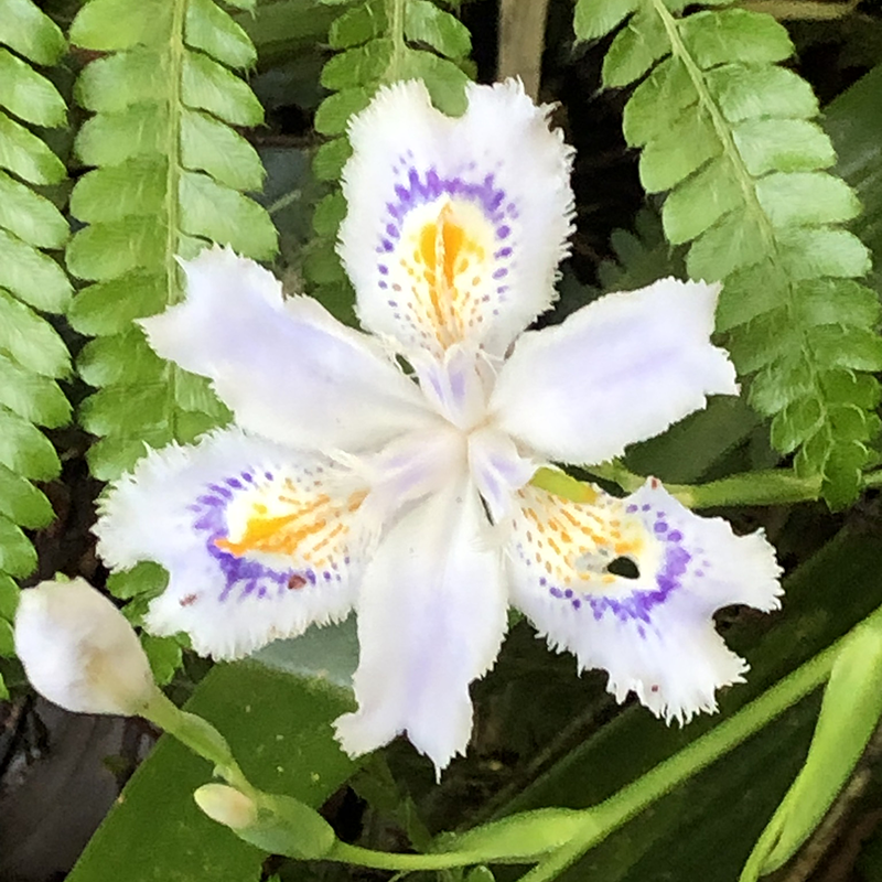 この花の名前を教えてください シャガ Yahoo 知恵袋