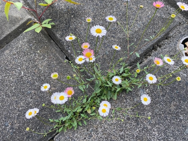 エリゲロンの剪定について - エリゲロンが増えすぎてしまいました。植