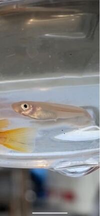 メダカの稚魚が奇形なのかわかりません 親は幹之メダカ普通 Yahoo 知恵袋