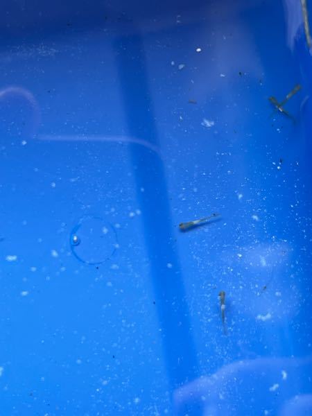 詳しい方 金魚の針子の餌 よく卵の黄身をと言いますが Yahoo 知恵袋