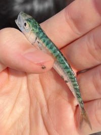 この魚はなんの稚魚ですか 体高が低く 尾びれの黄色が薄い ゴマサ Yahoo 知恵袋