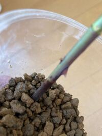 黒真珠薔薇挿し木様の枝 黒真珠薔薇挿し木様の枝