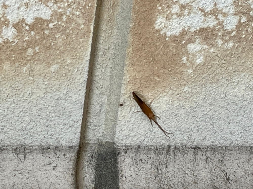外壁に引っ付いていたこの虫、なんでしょうか？ 何時間もほぼ微動だにしなかったのですが、一瞬動いた時に右下が前で左上が羽ということだけ分かりました。 撮影場所は近畿地方の住宅街です。