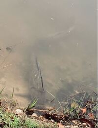 鯉が釣れるポイント 池で鯉釣りをするんですけど全く釣れません 老人 Yahoo 知恵袋