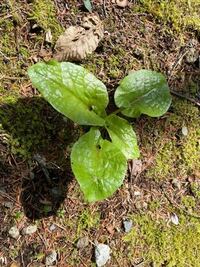 この植物の名前教えて下さい ウバユリです オオウバユリかもしれませ Yahoo 知恵袋