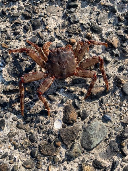 このカニはなんていうカニですか Yahoo 知恵袋